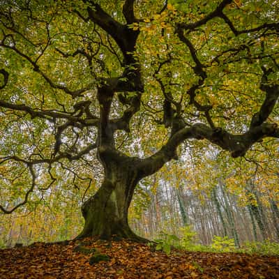 Dwarf beech, Germany