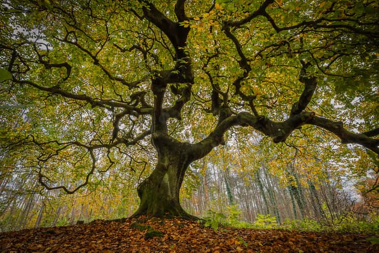 Dwarf beech