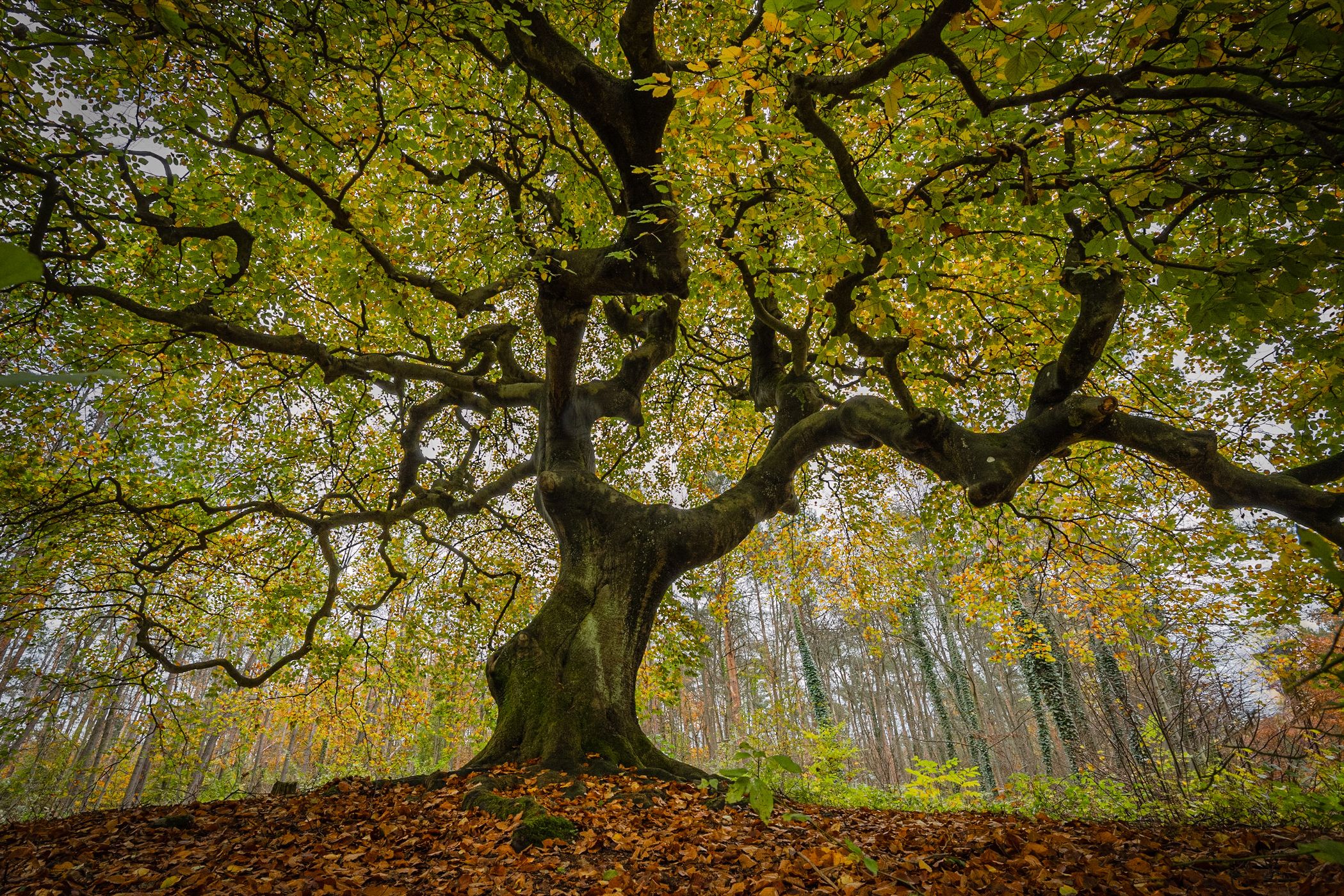 Dwarf beech, Germany