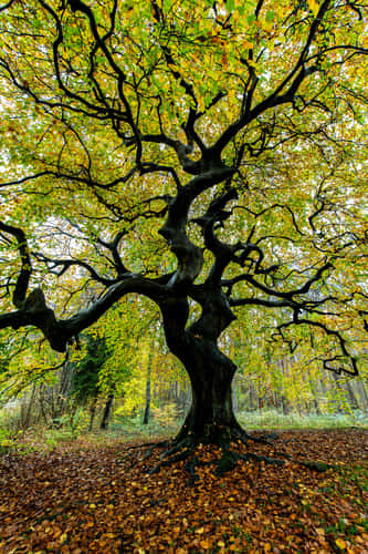 Dwarf beech