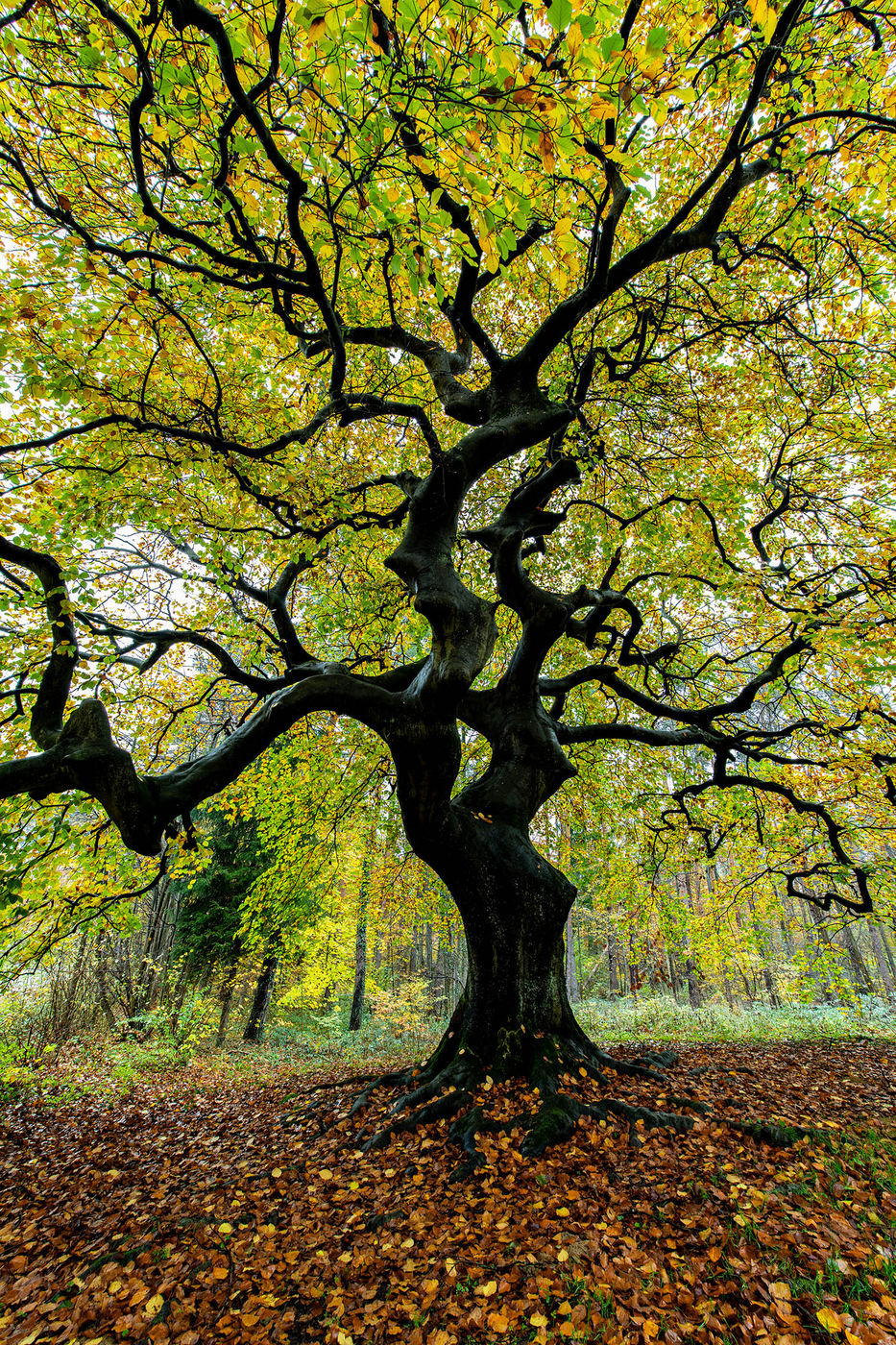 Dwarf beech, Germany