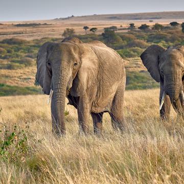 Elephants in the beautiful landscape of Masai Mara, Kenya