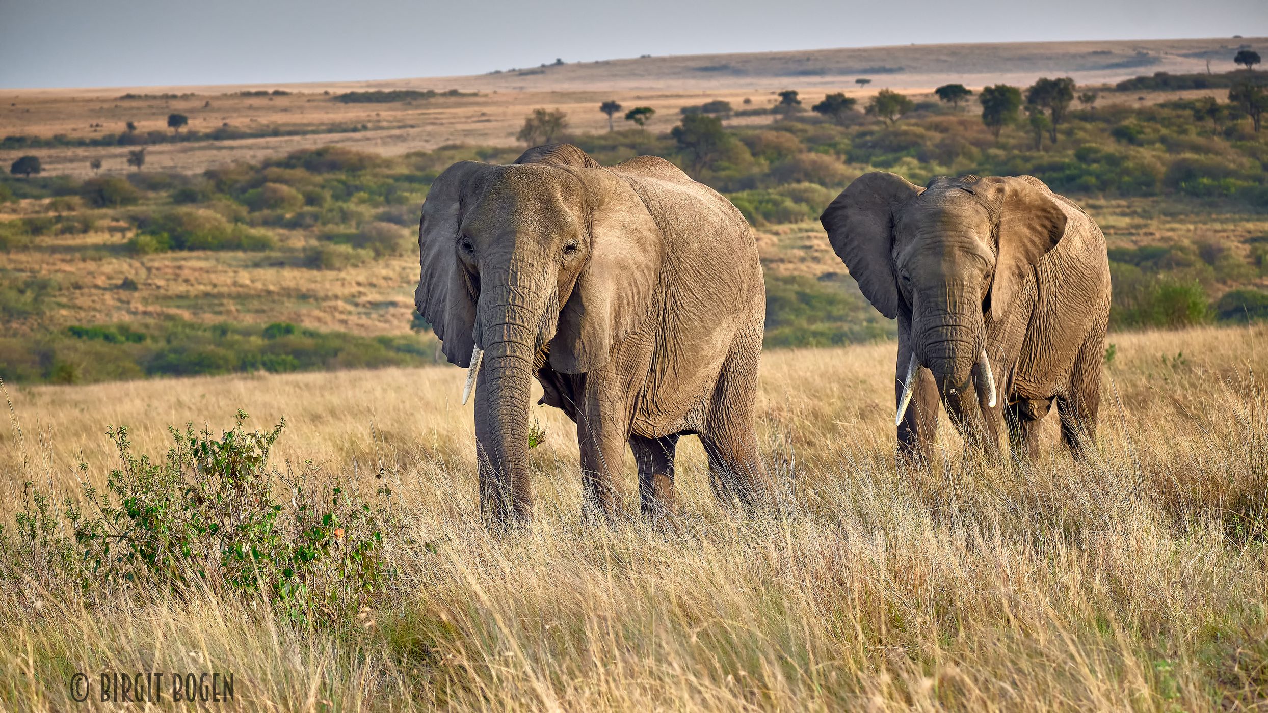 Elephants in the beautiful landscape of Masai Mara, Kenya