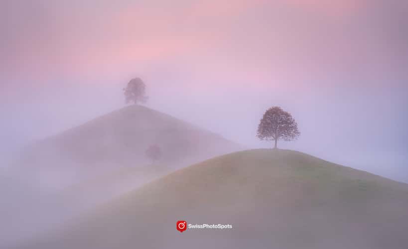 Fairy tale trees, Neuheim