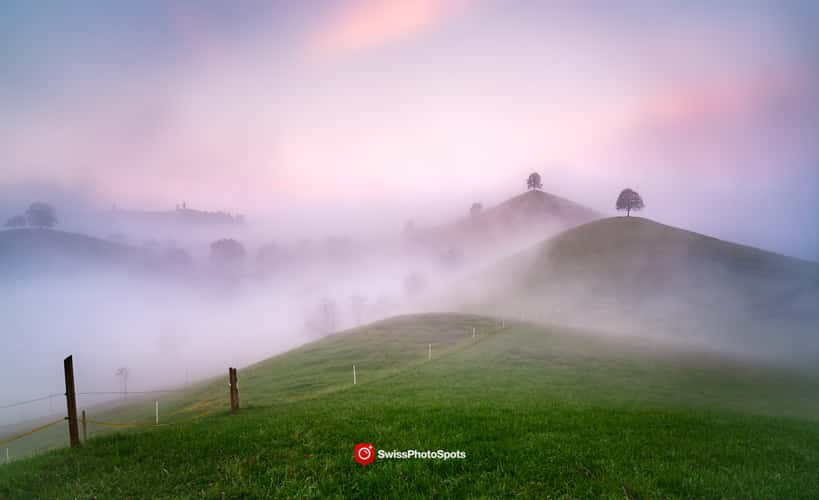 Fairy tale trees, Neuheim