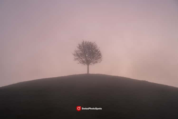 Fairy tale trees, Neuheim
