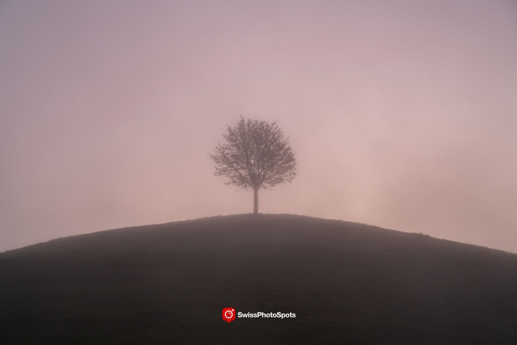 Fairy tale trees, Neuheim, Switzerland