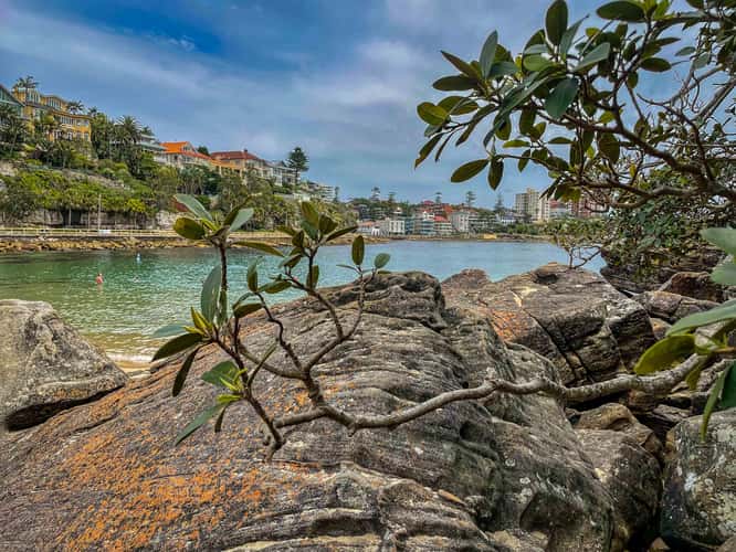 Fig Tree Shelly Beach, Manly, Northern Beaches, NSW