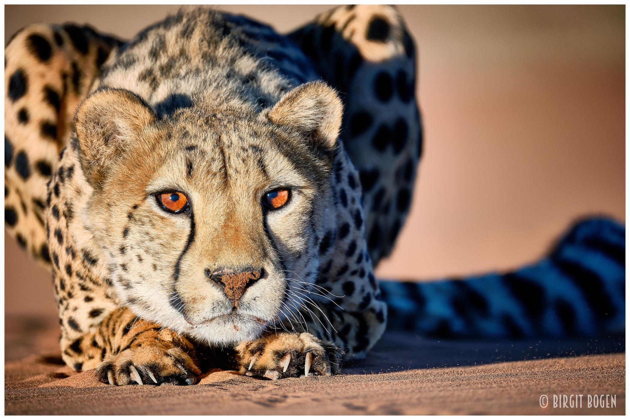 Cheetahs near Kanaan N/a’an ku se Desert Retreat, Namibia