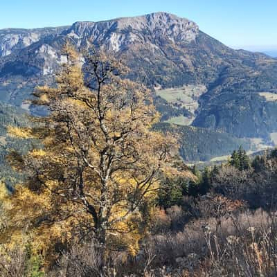 Heukuppe, Austria