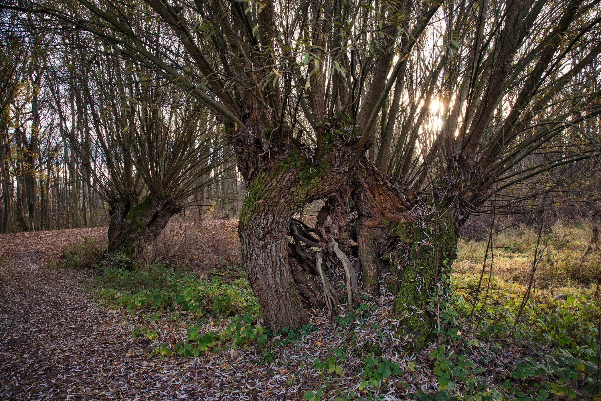 Kühkopf alte Kopfweiden, Germany