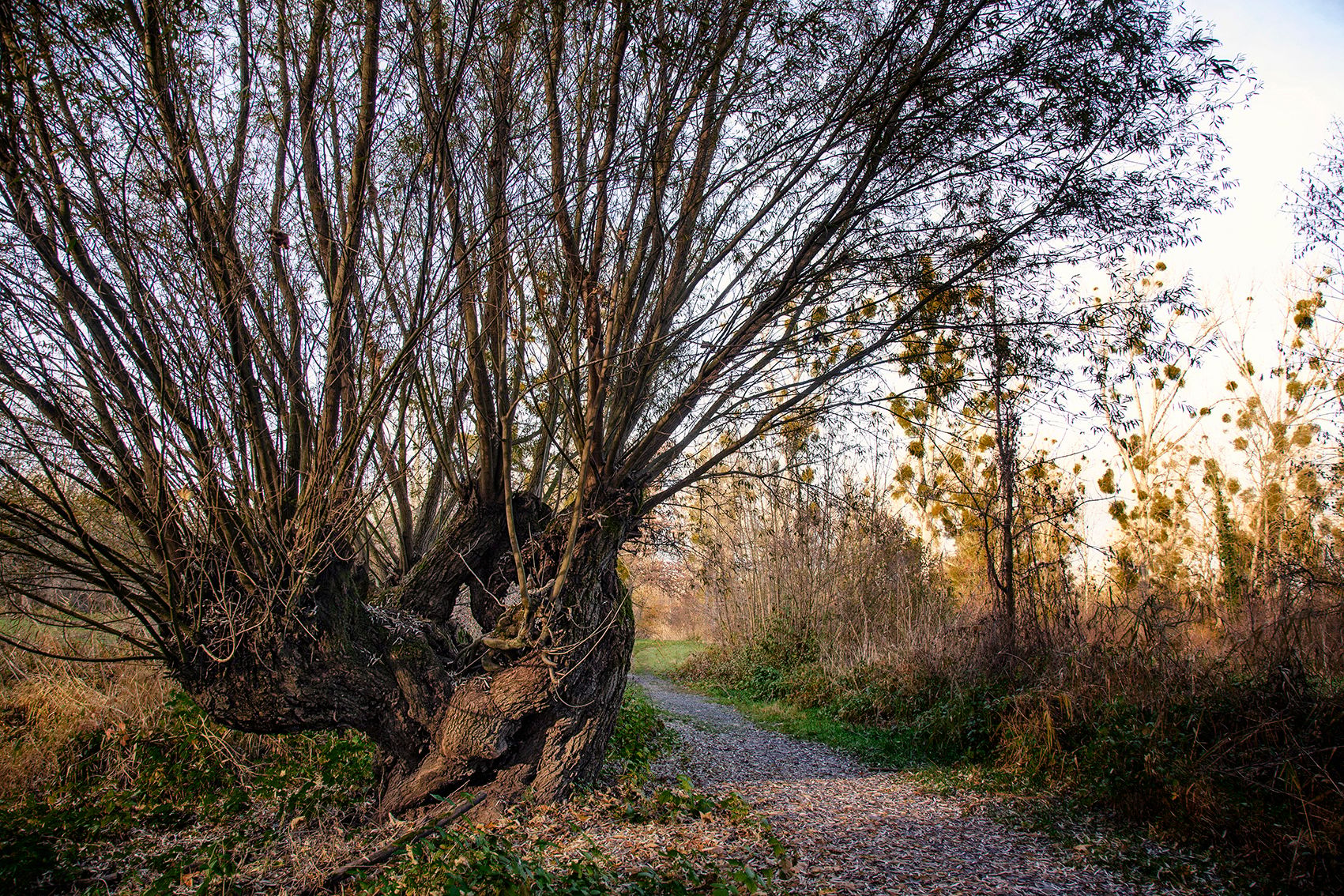Kühkopf alte Kopfweiden, Germany