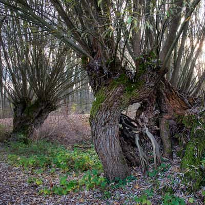 Kühkopf alte Kopfweiden, Germany