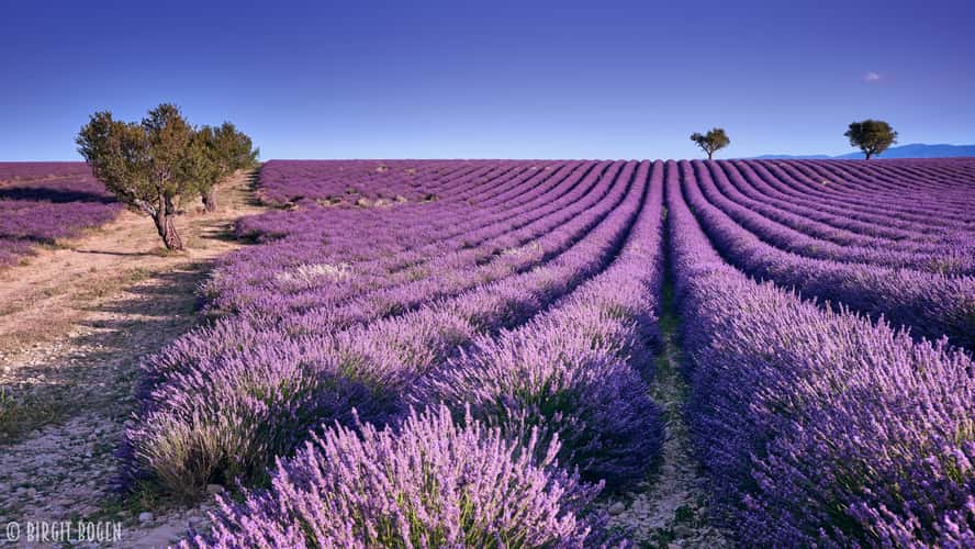 Lavender field in Valensole
