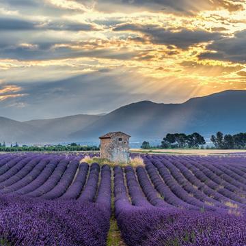 Lavender fields near Riez, France