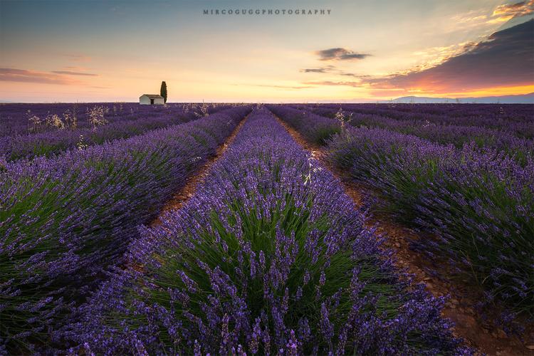 Lavender Fields Valensole