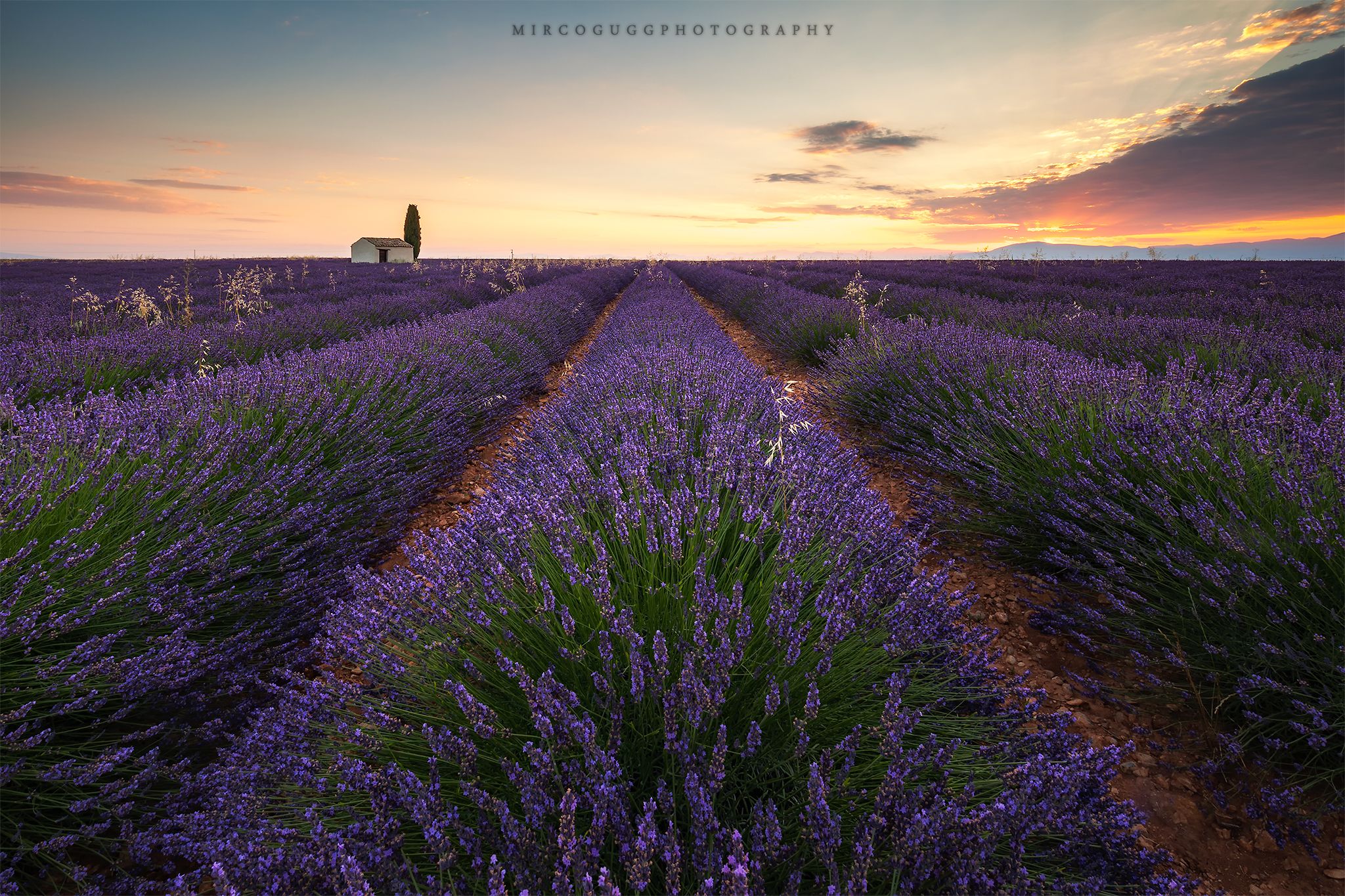 Lavender Fields Valensole, France