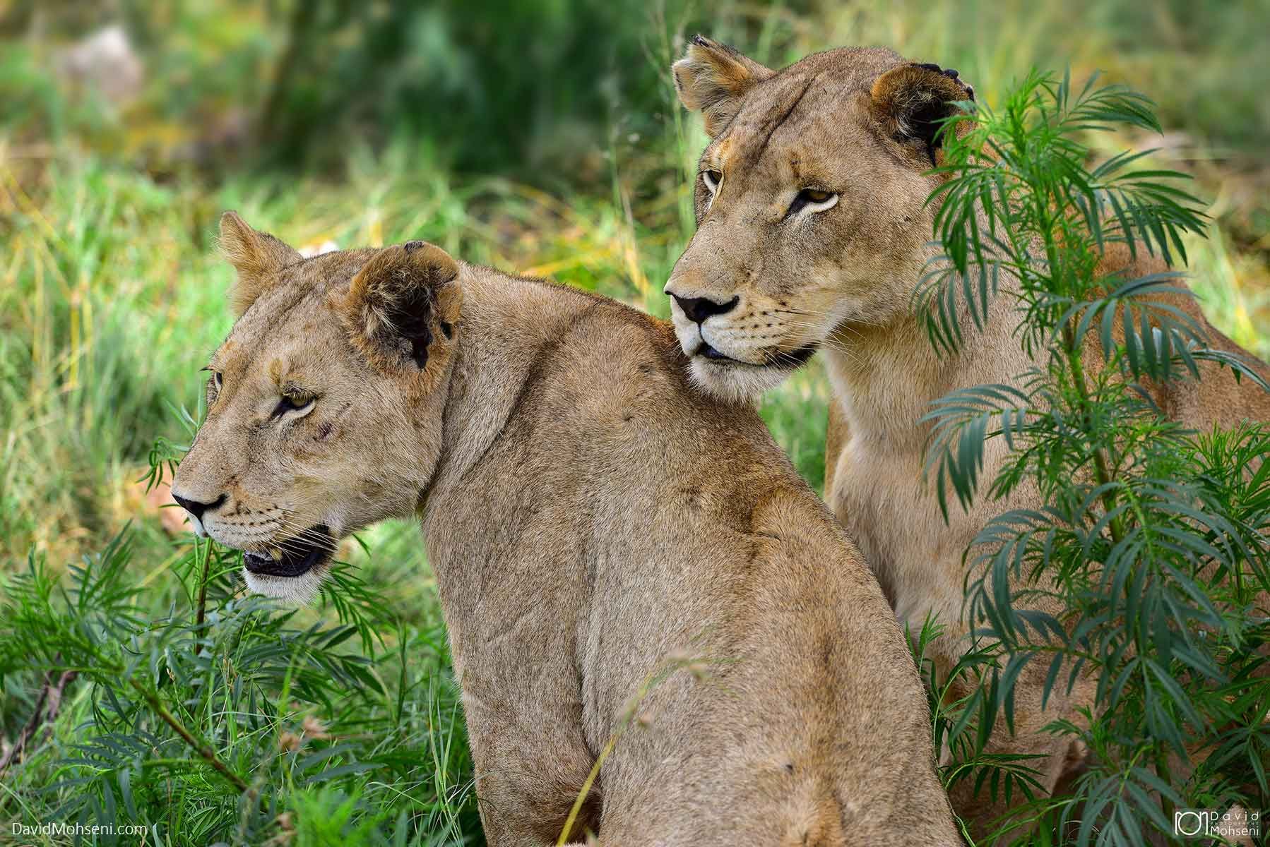lion safari park, South Africa