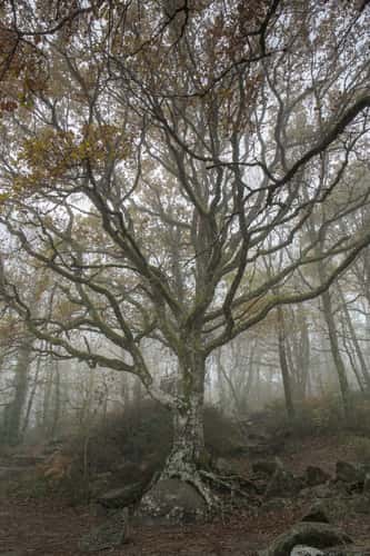 Peyro Clabado, Sidobre, France