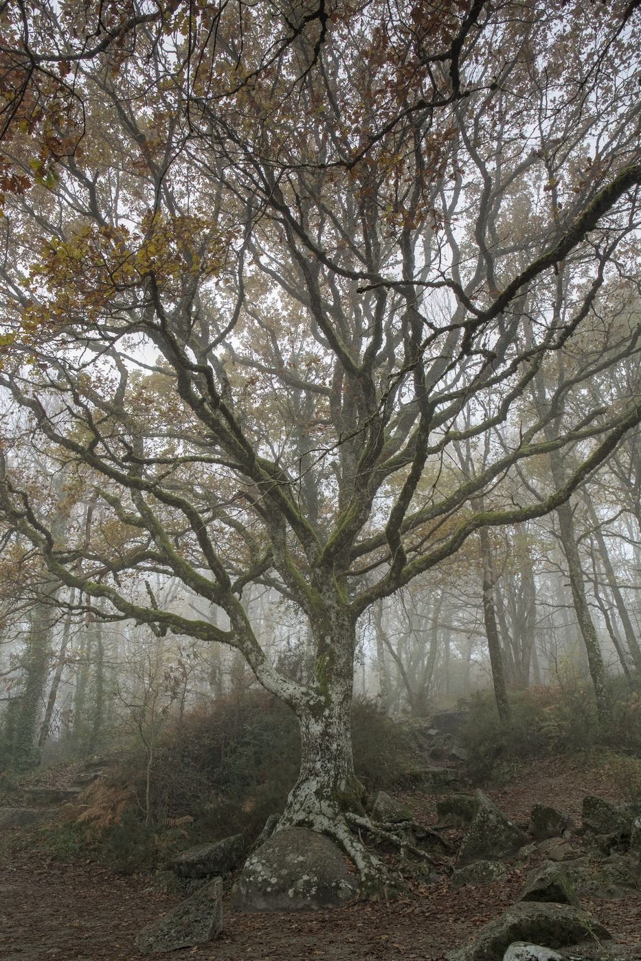 Peyro Clabado, Sidobre, France, France