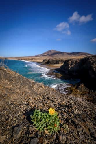 Playa del Papagayo