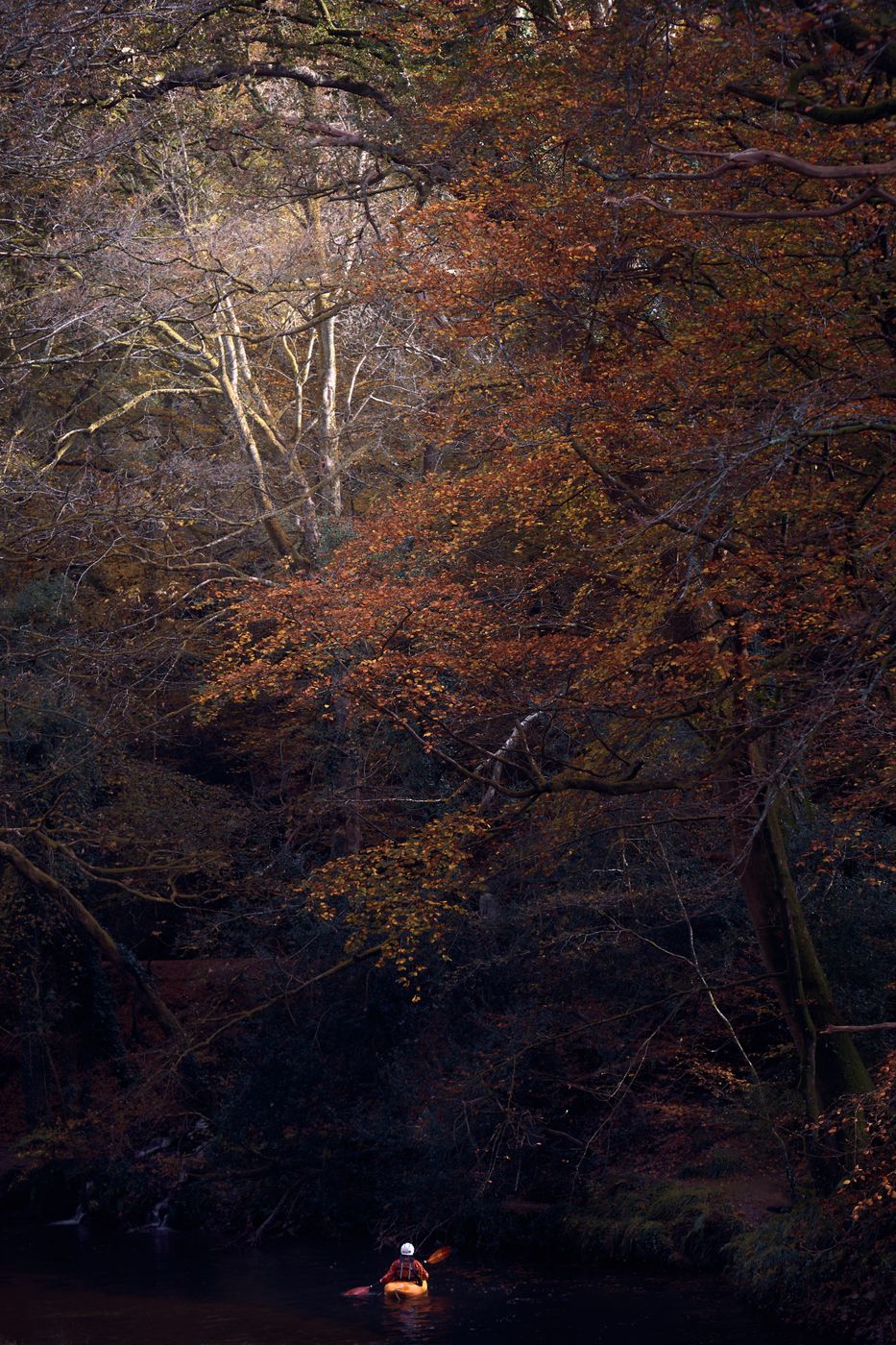 Plymbridge woods, United Kingdom