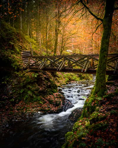 Ravennaschlucht, Black Forest