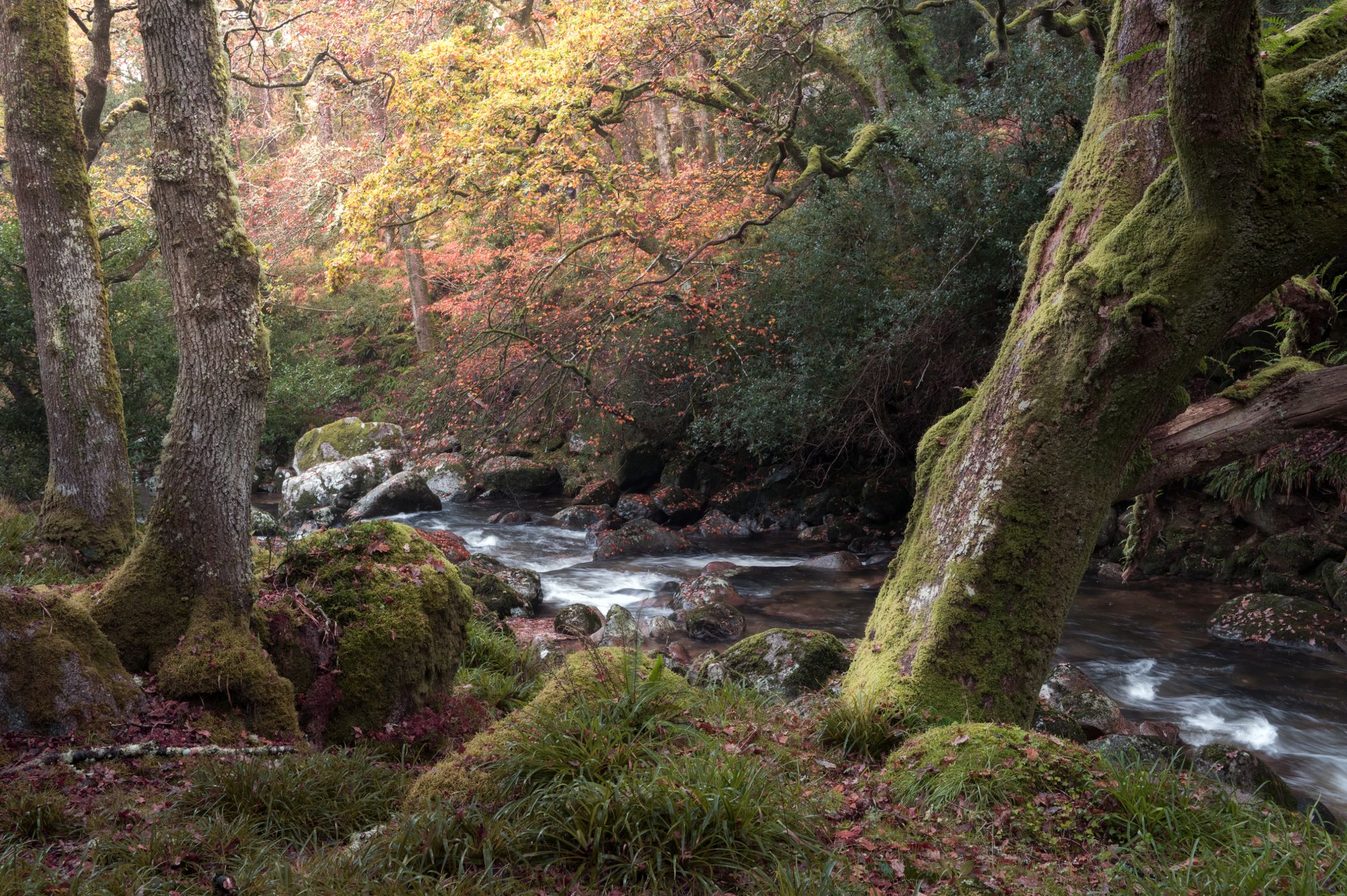 Shaugh Prior Bridge, United Kingdom