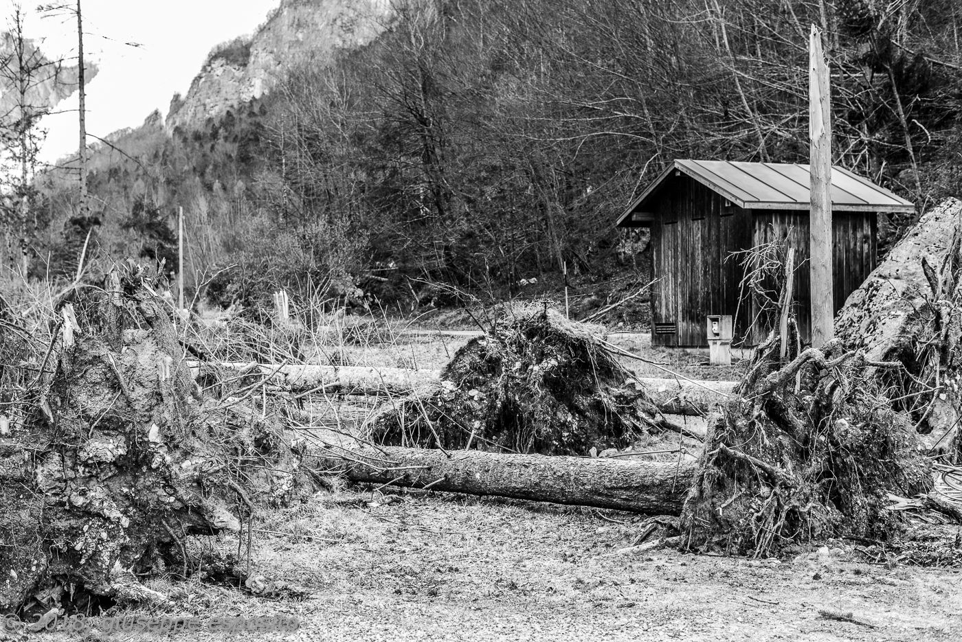Shavings at San Lucano Valley - Dolomites, Italy