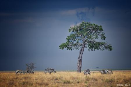 Somewhere in the Masai Mara