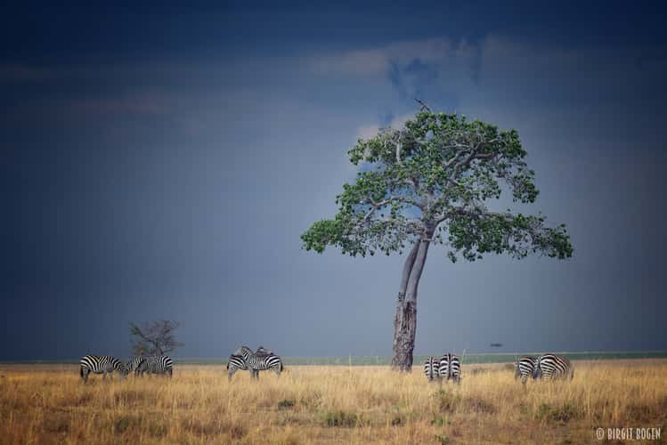 Somewhere in the Masai Mara