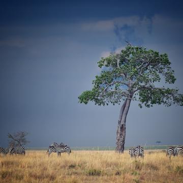 Somewhere in the Masai Mara, Kenya