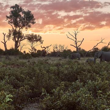 Elephants at Chobe Riverfront, Botswana