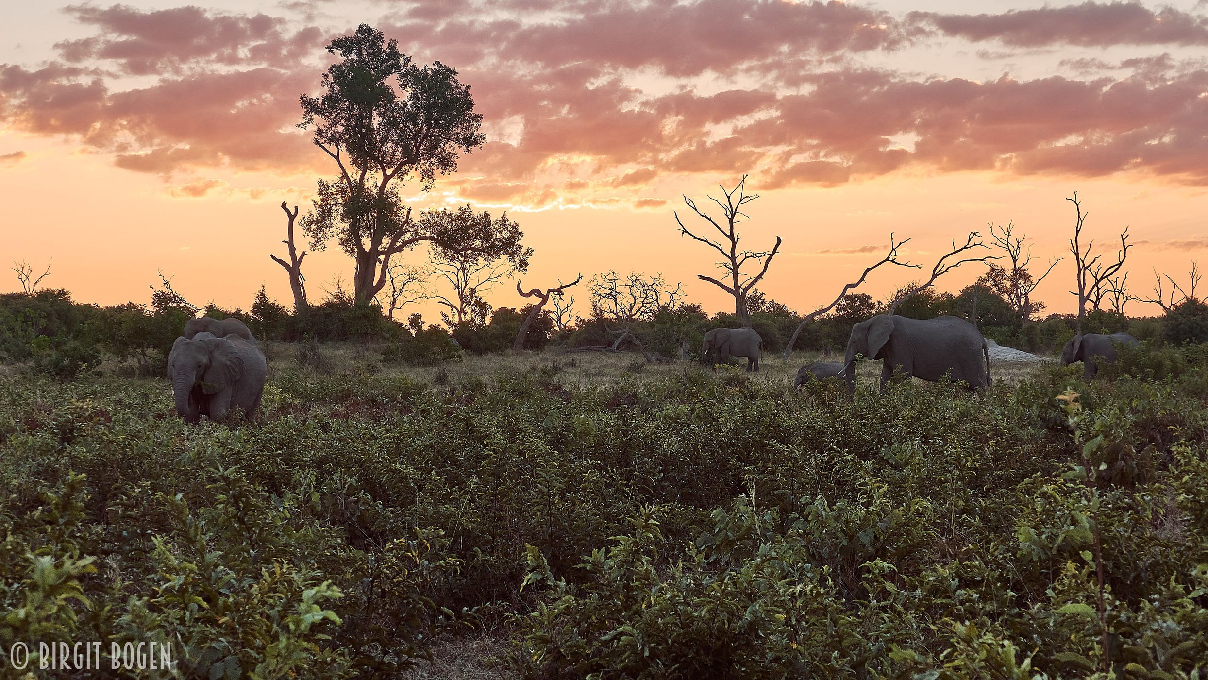 Elephants at Chobe Riverfront, Botswana
