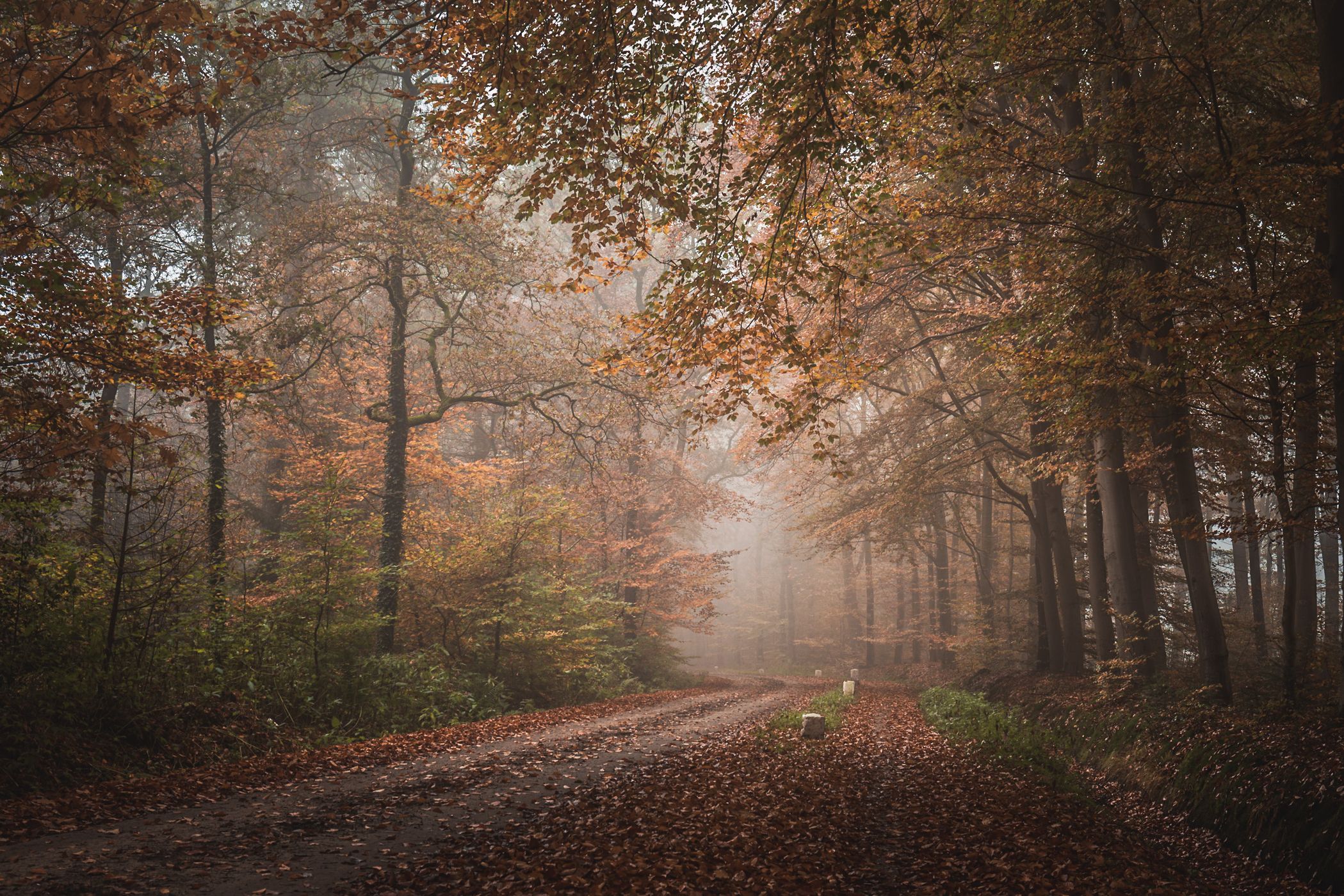 Woods of the university, Netherlands