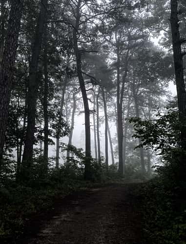 Albany Pine Bush Preserve