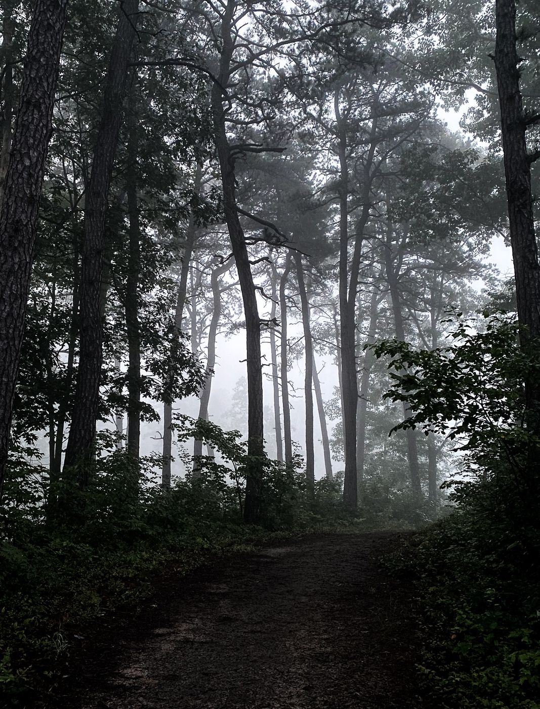 Albany Pine Bush Preserve, USA