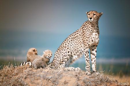 Cheetah with Cubs in Masai Mara