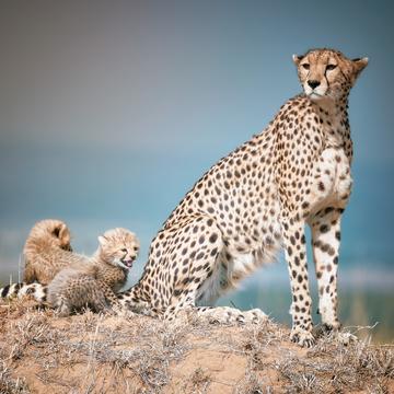 Cheetah with Cubs in Masai Mara, Kenya