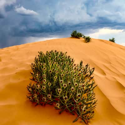 Coral Pink Sand Dunes State Park, USA