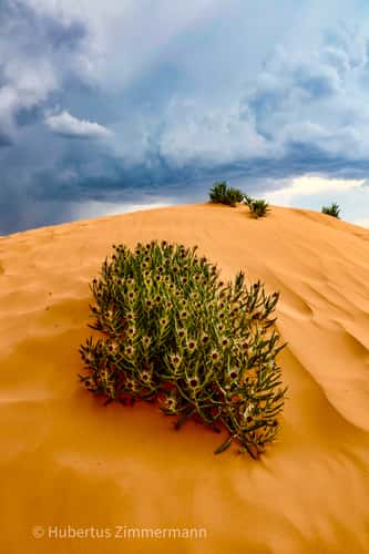 Coral Pink Sand Dunes State Park