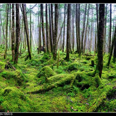 白駒の森, Japan