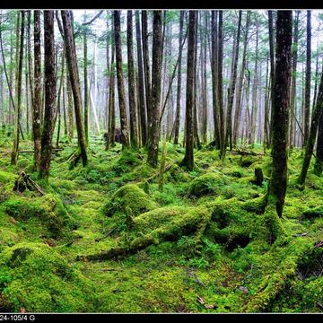 白駒の森, Japan