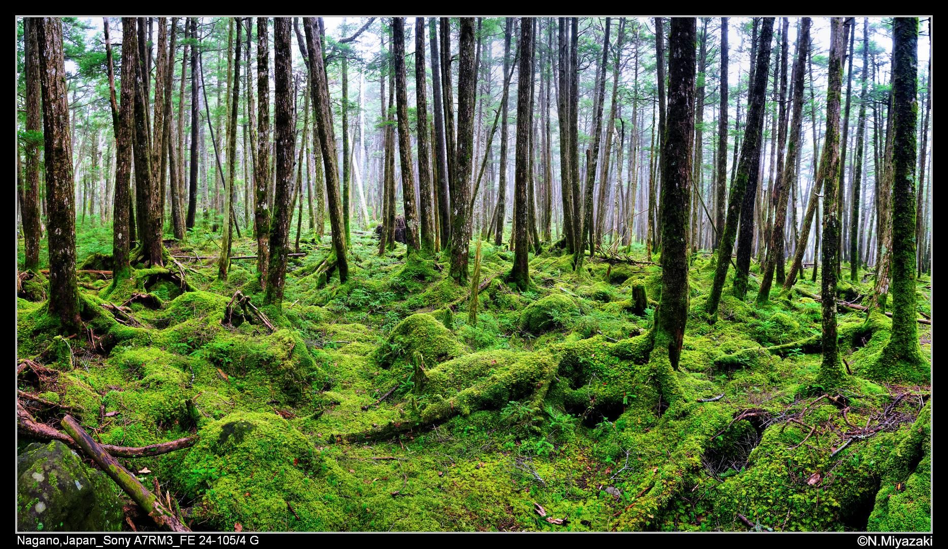 Mononoke Forest, Japan