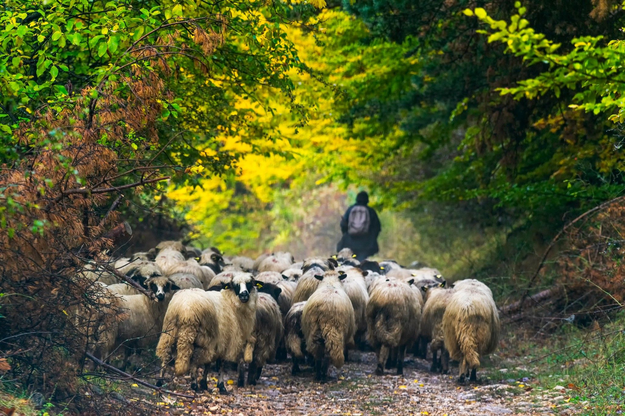 Fundătura Ponorului, Romania