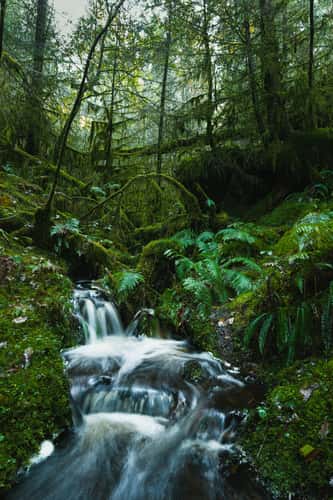 Gwydir Forest Park
