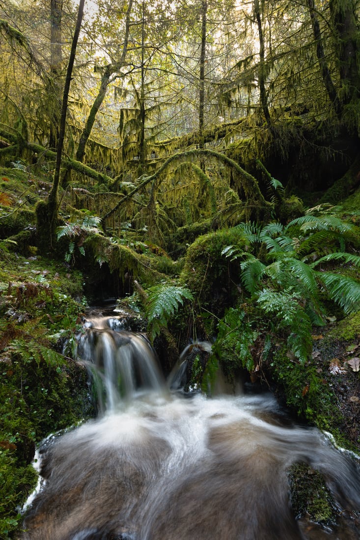 Gwydir Forest Park United Kingdom 