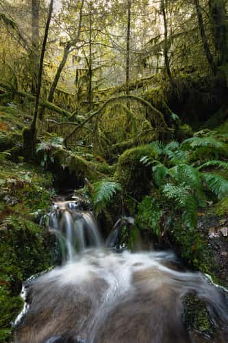 Gwydir Forest Park
