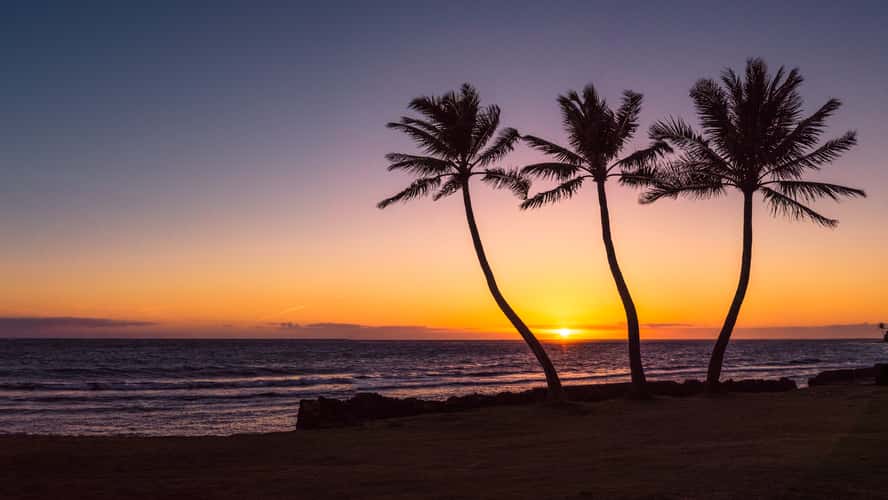 Hauula Palm trees