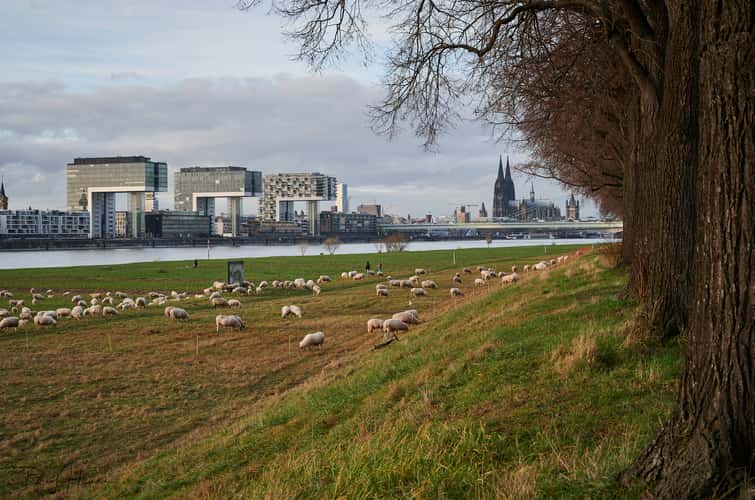 Cranehouses, Cologne